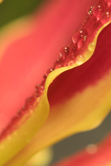 花と雫