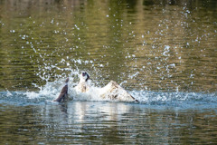 diving
