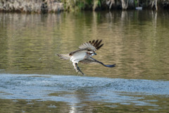hunting8