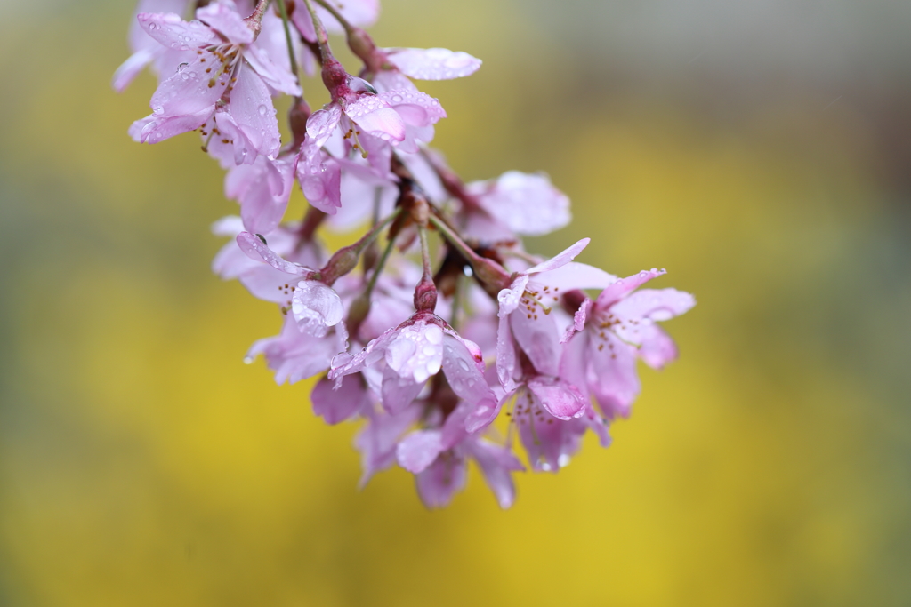 雨花春