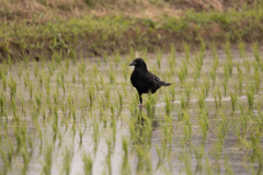 田んぼのカラス