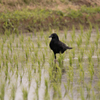 田んぼのカラス