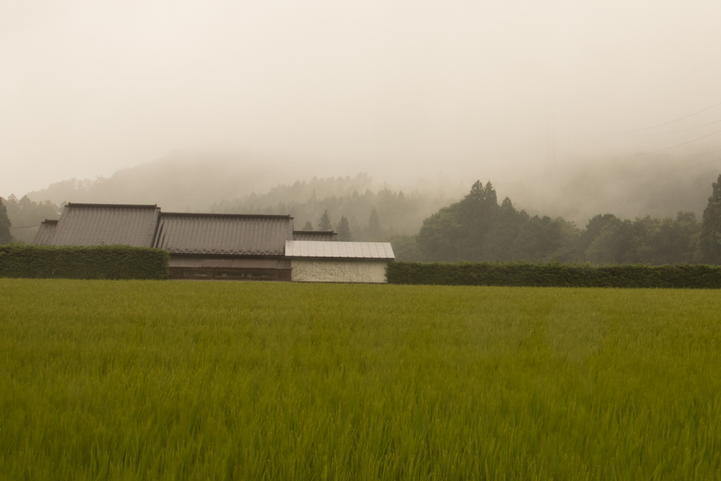 水の里　朝靄