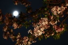 月夜桜