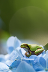 hydorangea&frog