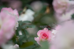 薔薇トンボ