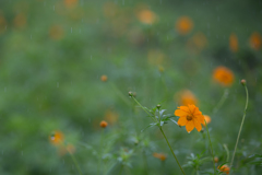 夏雨　豊郷