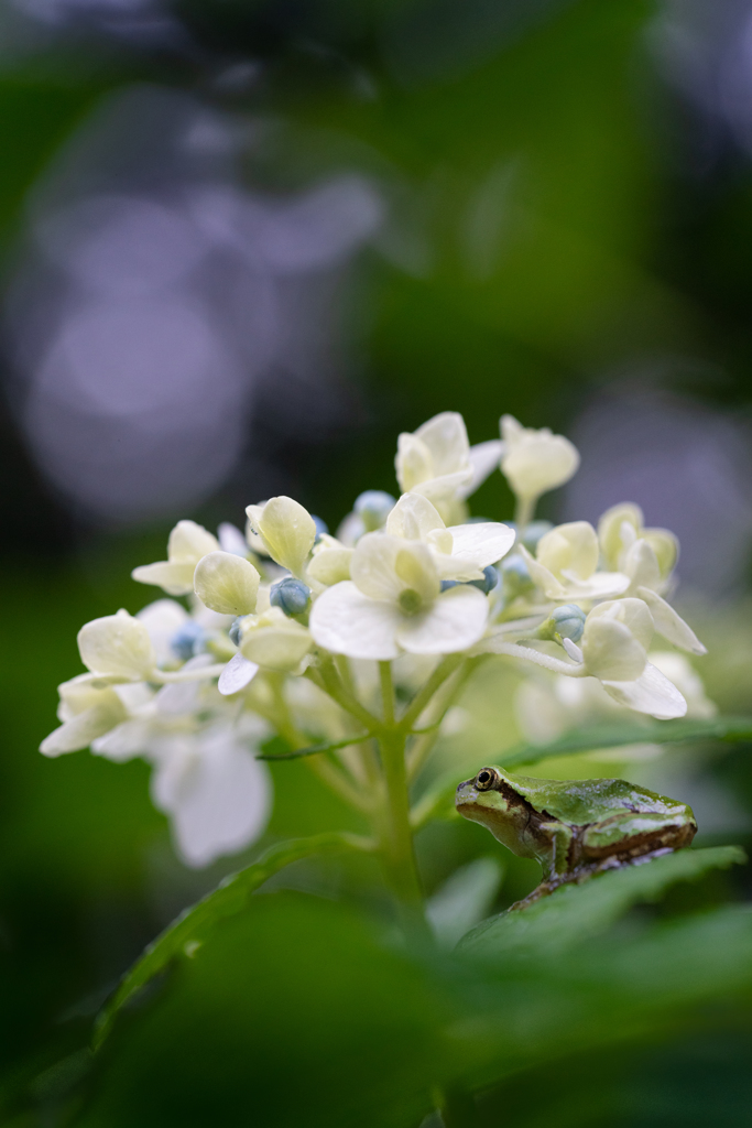 hydorangea&frog2