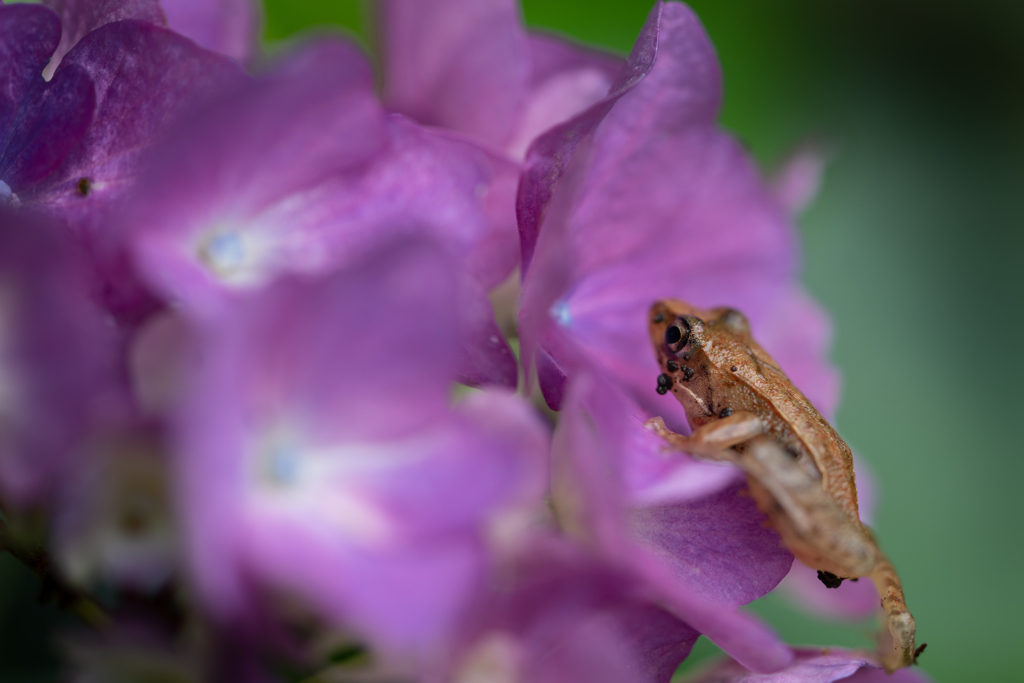 hydrangea&frog５