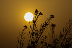 春の夕暮れ