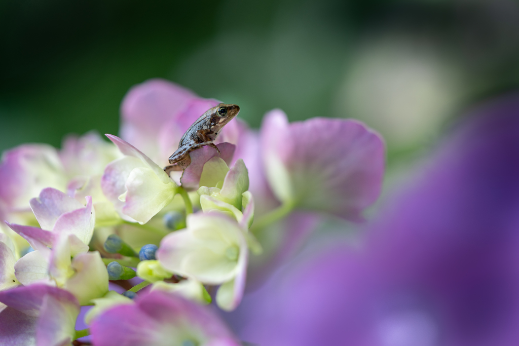 hydrangea&frog４