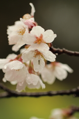 宿桜