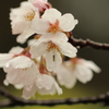 宿桜