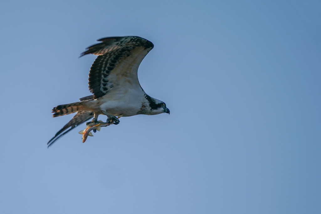 hunting6