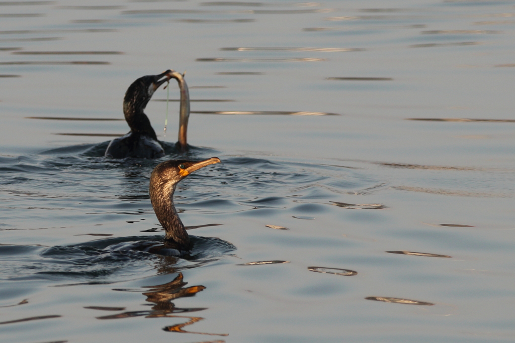 アナゴ取り合い