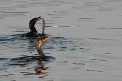 アナゴ取り合い