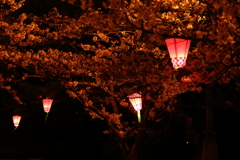 夜桜行灯