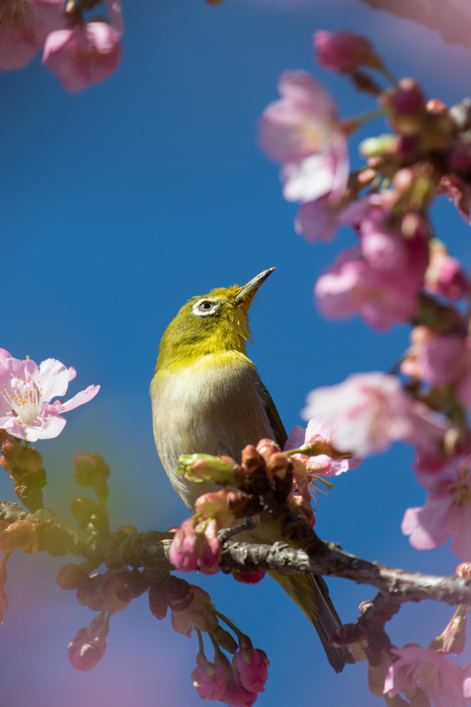 メジロ桜２