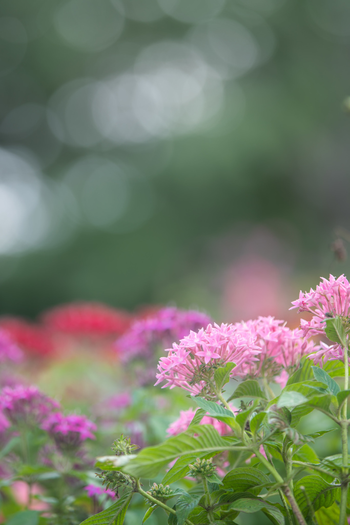 秋　薄曇り　花日和