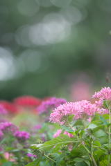 秋　薄曇り　花日和