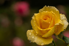 旬潤薔薇