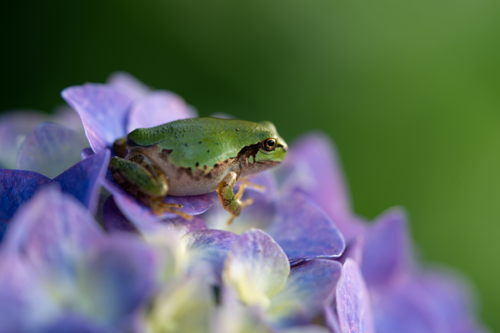 hydorangea&frog1