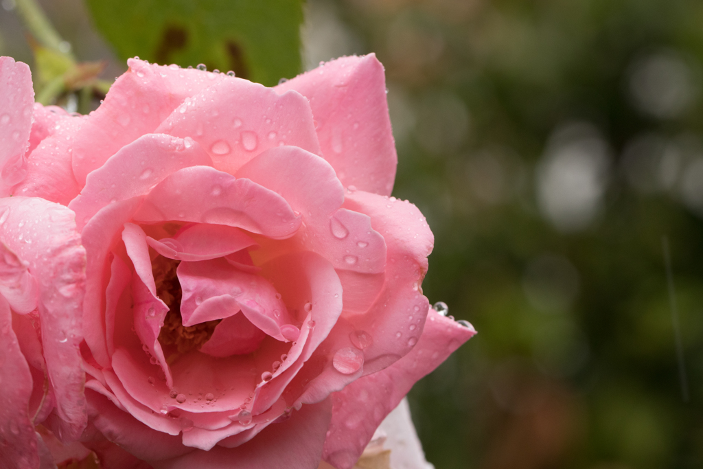 梅雨の薔薇
