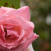 梅雨の薔薇