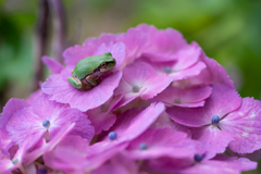 hydrangea&frog3