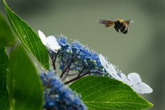 hydrangea&bee