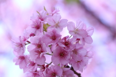 河津桜