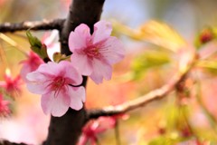 河津桜