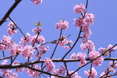 河津桜