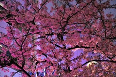 夜桜　お台場