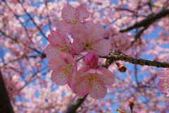 三浦海岸の河津桜