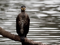 カワウ 井之頭公園