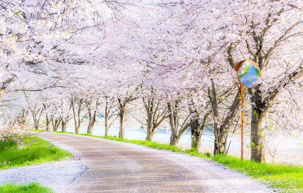 桜並木