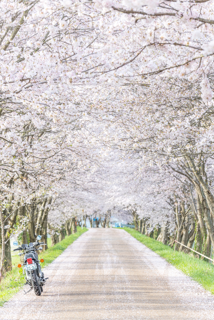 バイクと桜