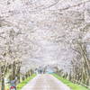 バイクと桜