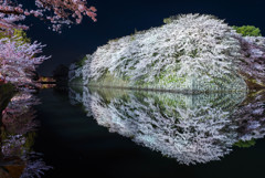 彦根城　夜桜