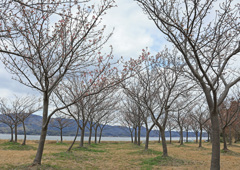 八束千本桜公園②　河津桜