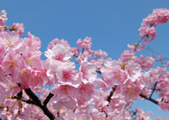 河津桜　（八束千本桜公園）3/11