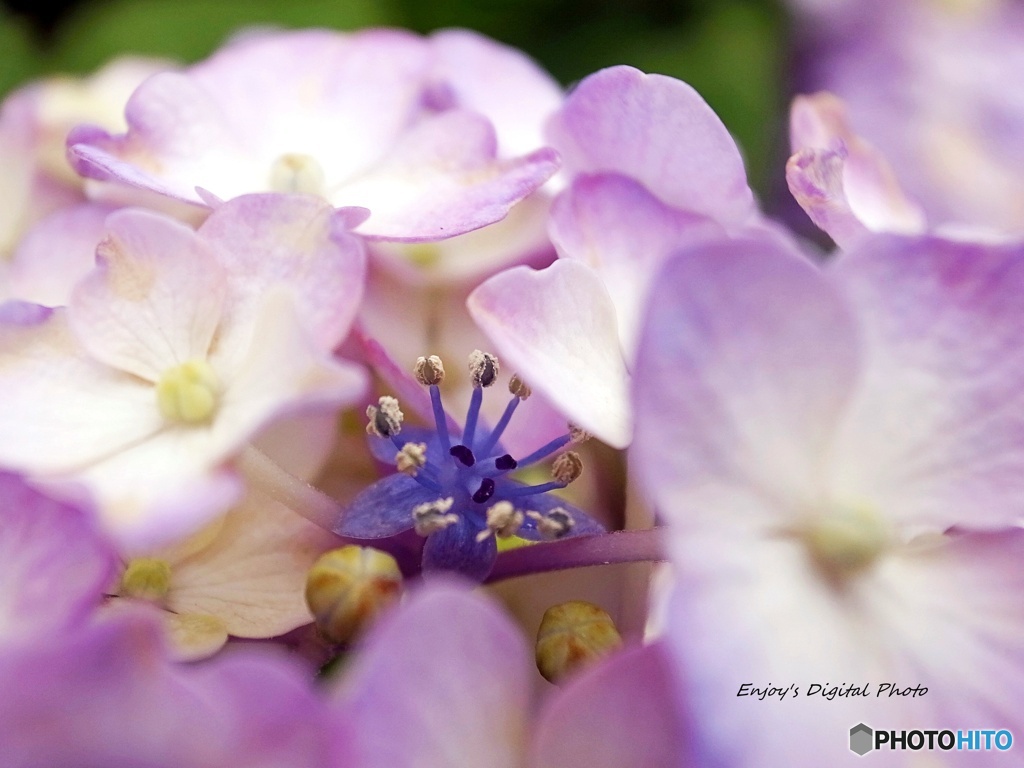 退勤路の紫陽花