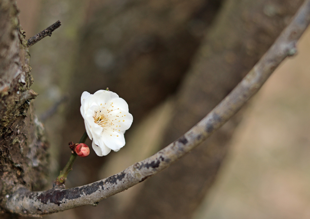 尾高城跡梅園②