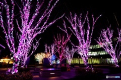 やすぎイルミネーション｢どじょナリエ2020｣