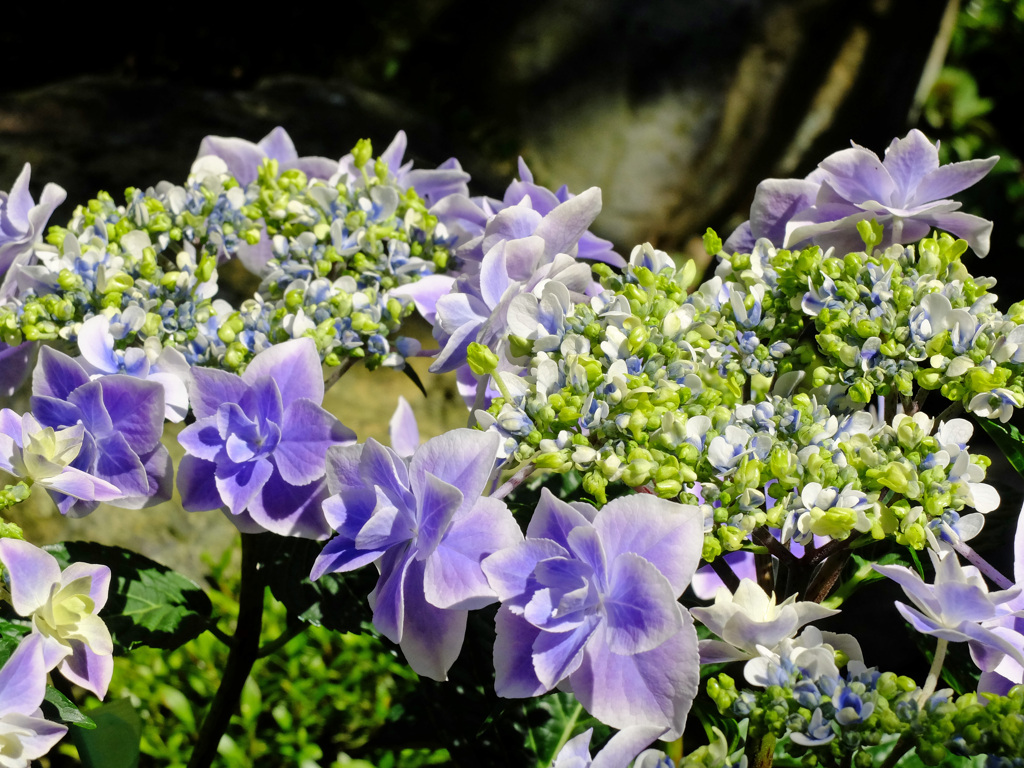 紫陽花「銀河」