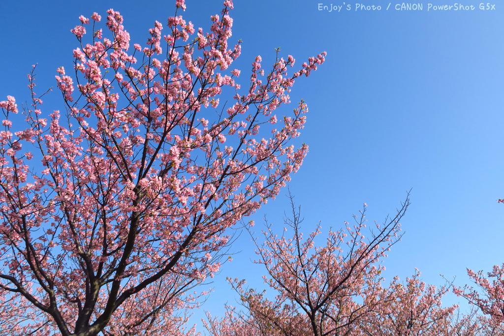 河津桜②