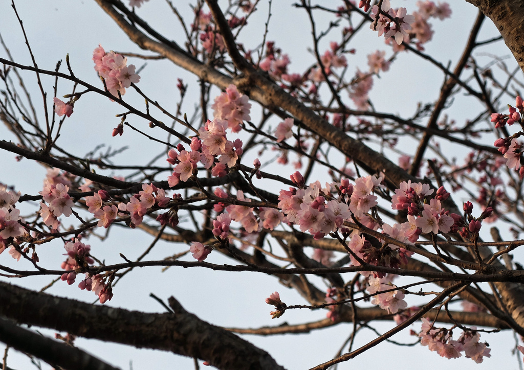 sakura