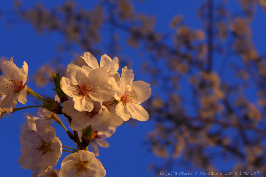 夜桜
