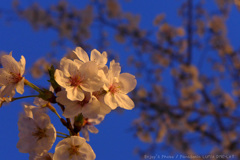 夜桜
